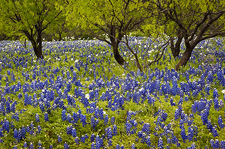 Four Trees and Bluebonnets, Hill Country, TX